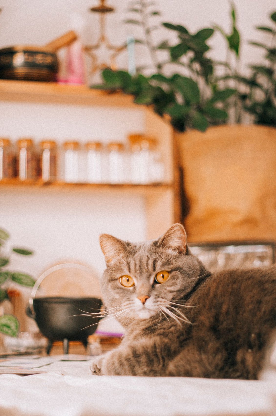 A cat resting in a comfortable room